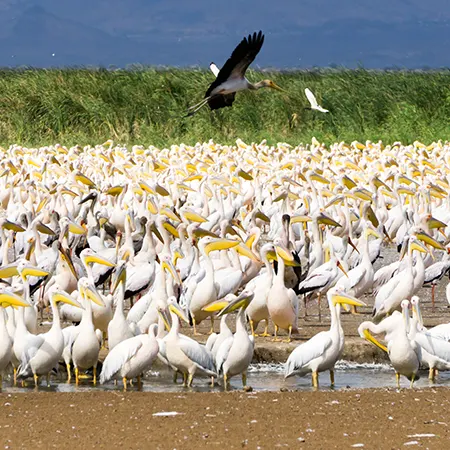 Parc national du lac Manyara