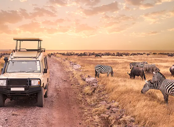 Safari en Tanzanie inoubliable